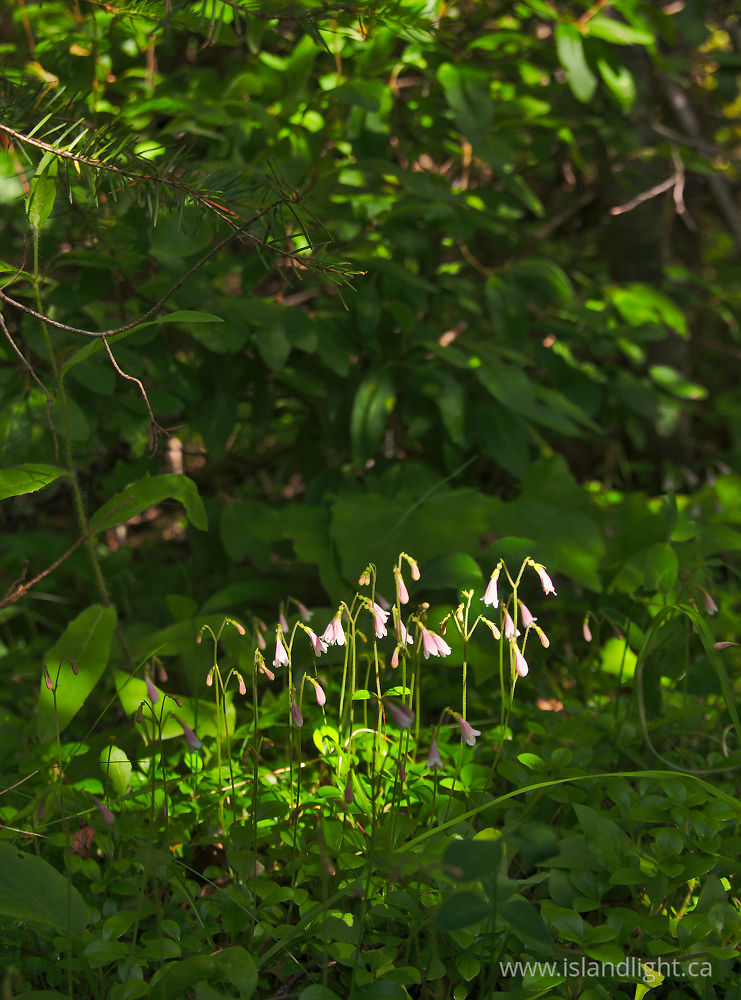 Plant  photo from  Slocan Valley, British Columbia Canada.