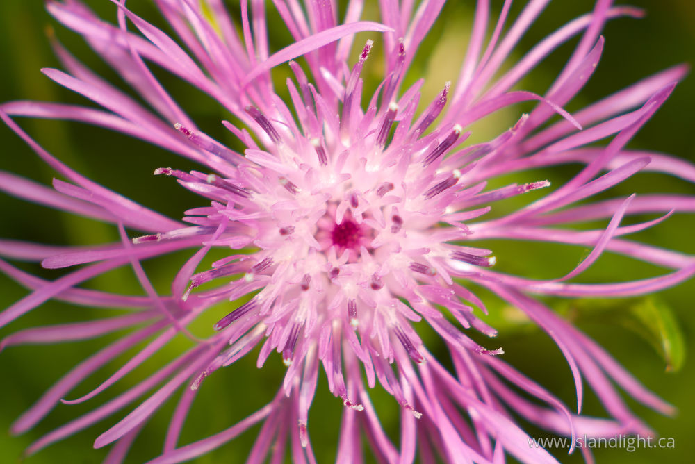 Plant  photo from  Aillevillers, Haute-Saone France.