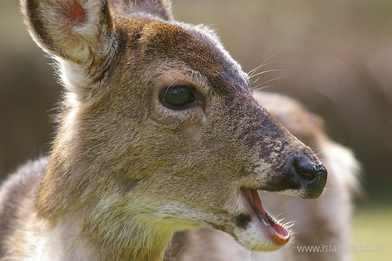Smiling Blacktail Deer -   photo