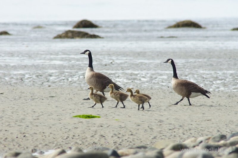   Baby Animal photo