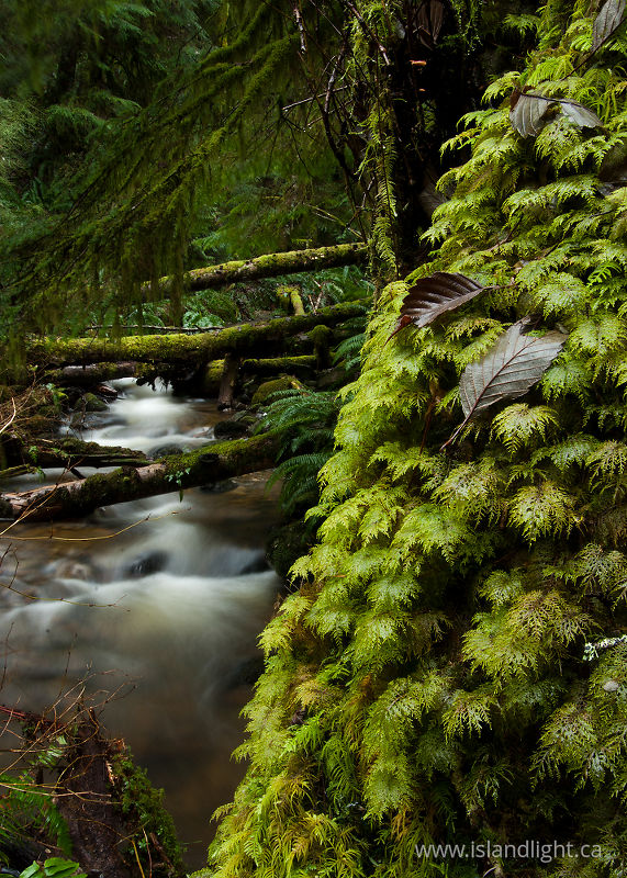   Stream photo