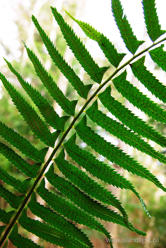 Fern frond -   photo