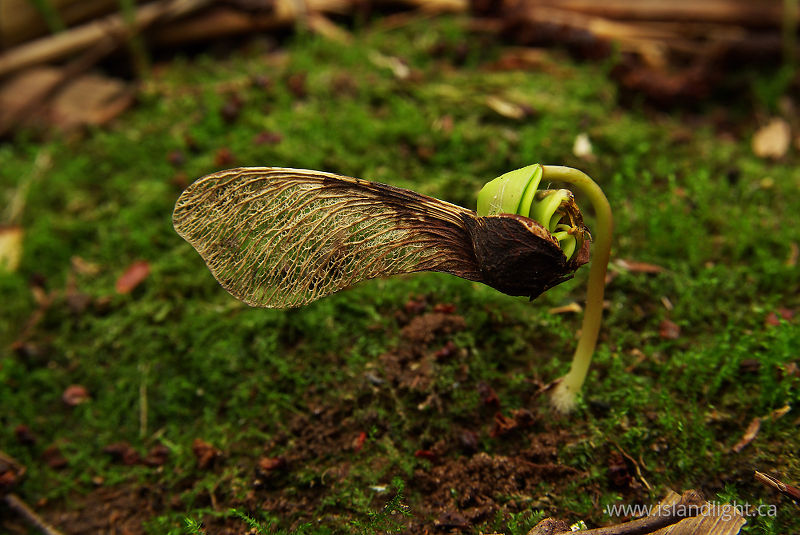   Maple seedling photo
