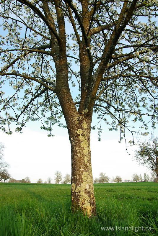   Tree photo
