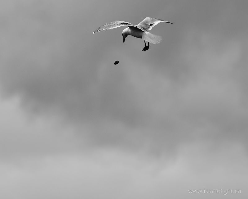  Glaucous-winged Gull photo