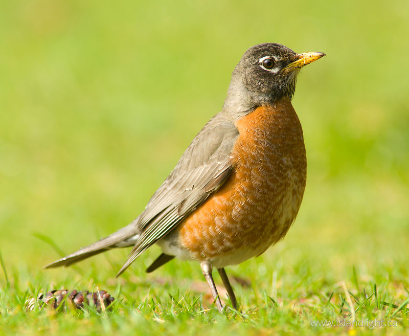   Thrush photo