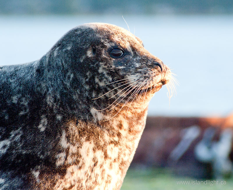   Seal photo