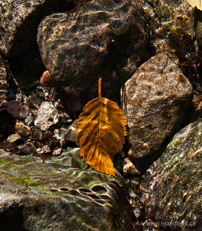 Leaf on Creek Bottom -   photo
