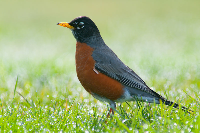   Robin photo