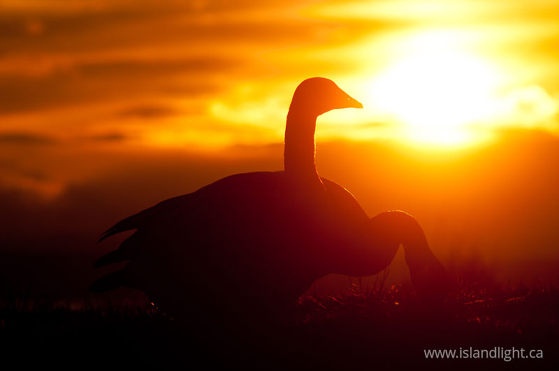   Goose photo