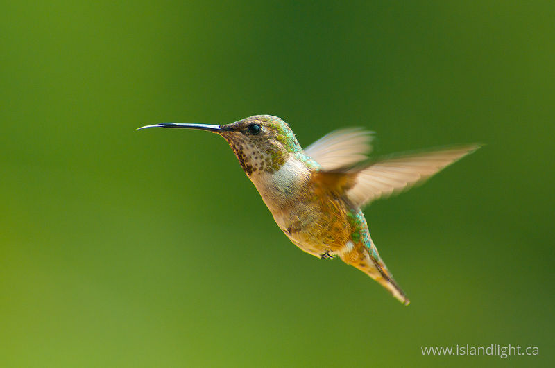 Selasphorus rufus - Rufus Hummingbird -   photo