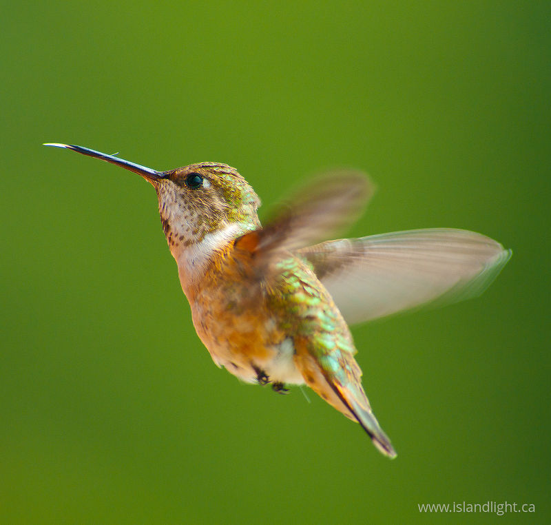   Hummingbird photo