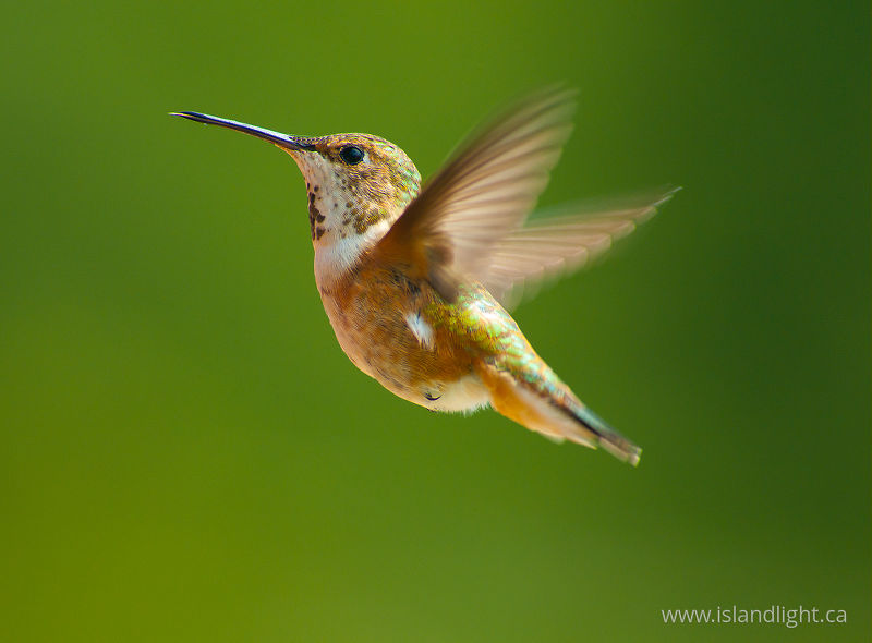   Hummingbird photo