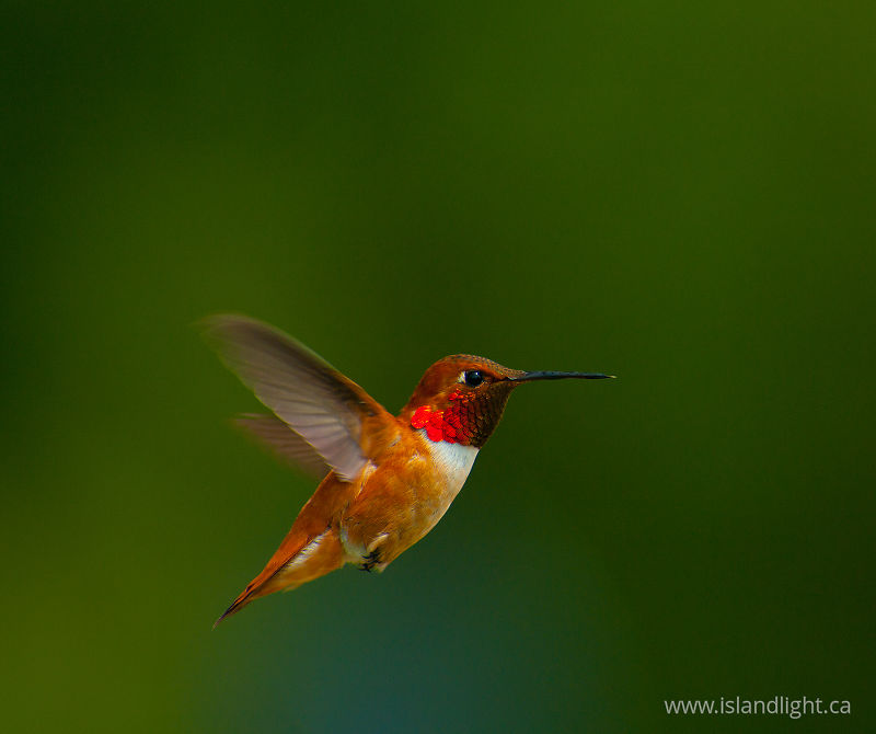   Hummingbird photo