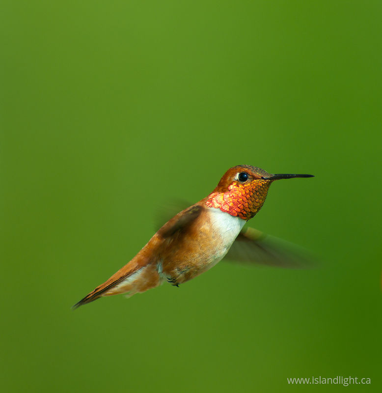   Hummingbird photo
