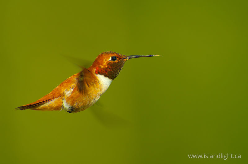   Hummingbird photo
