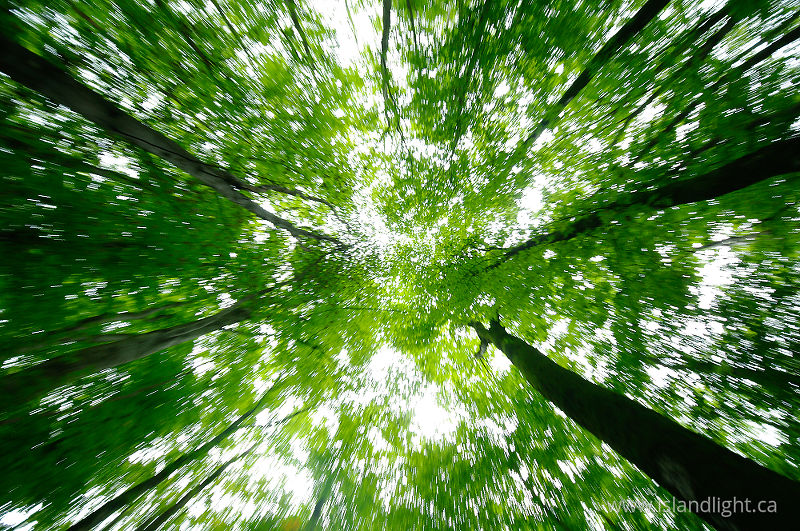   Forest photo