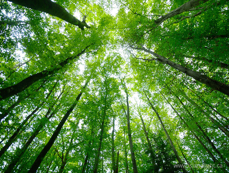 Looking Up -   photo