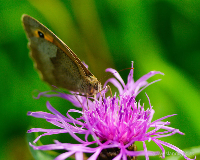   Butterfly photo