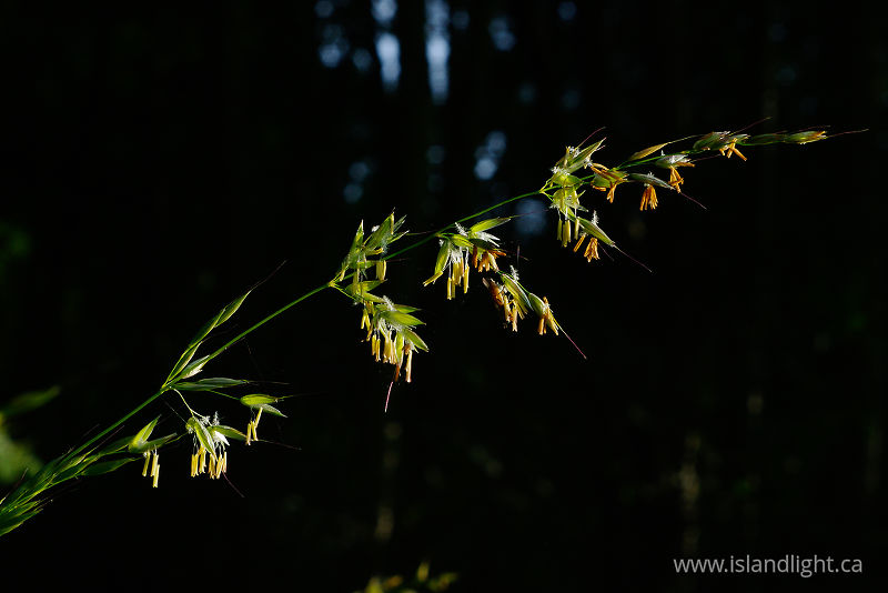   Grass photo