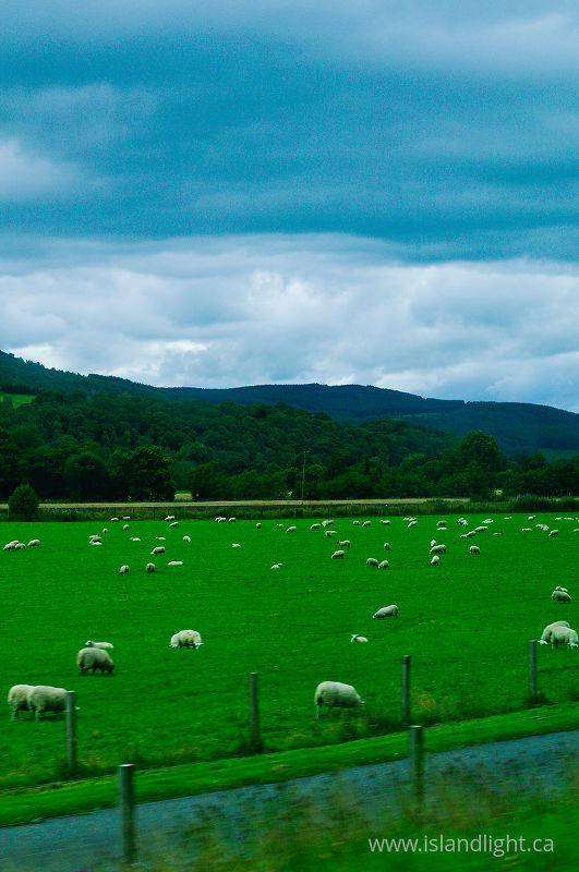   Sheep photo