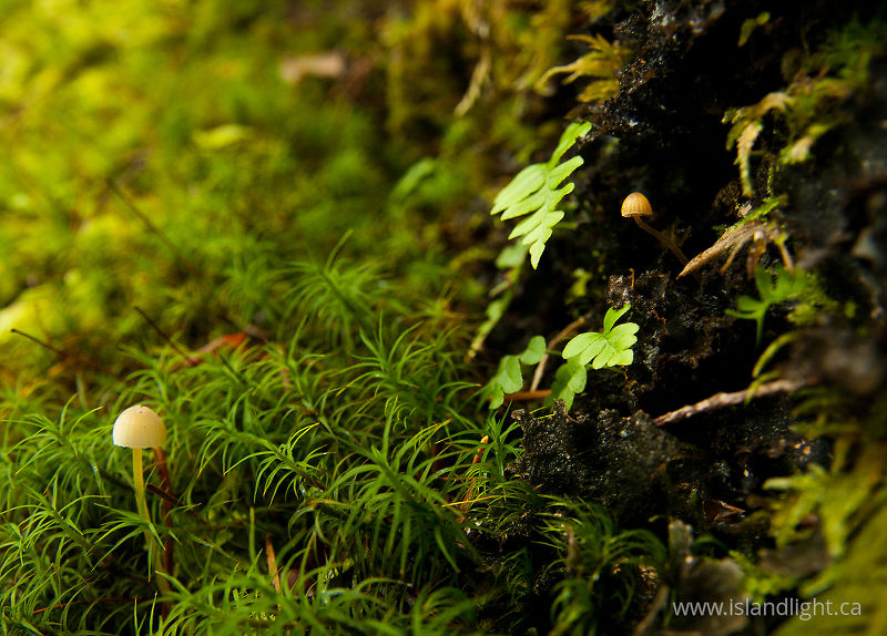   Mushroom photo
