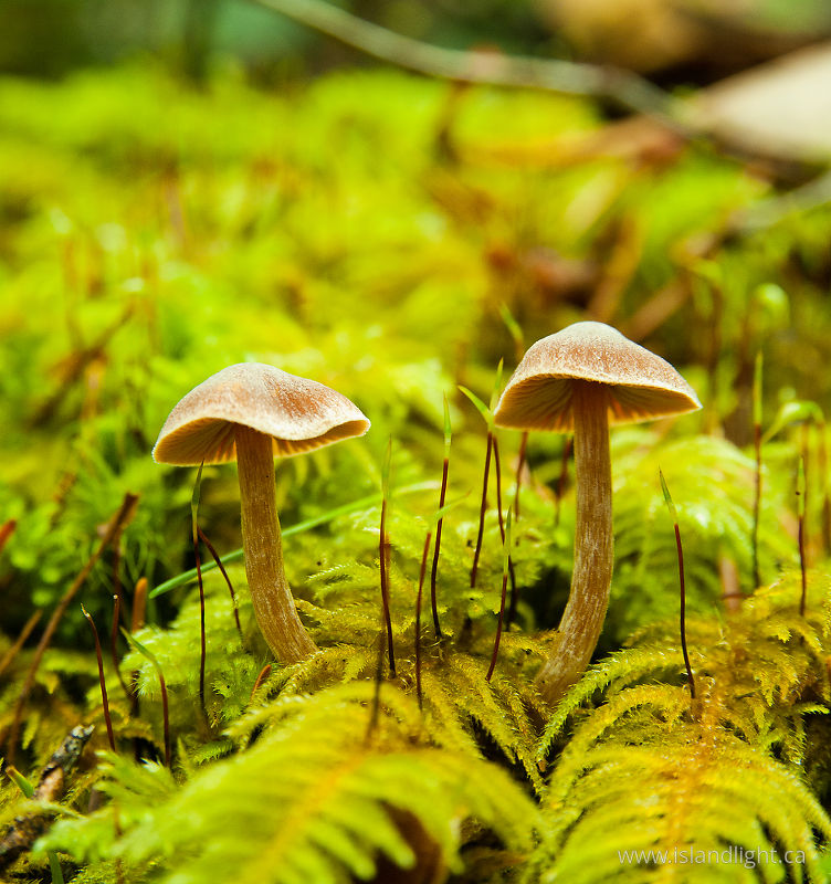   Mushroom photo