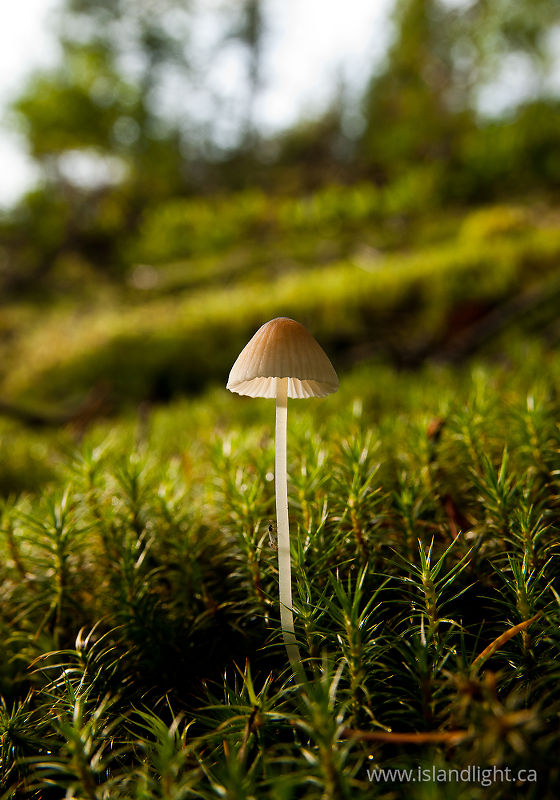   Mushroom photo