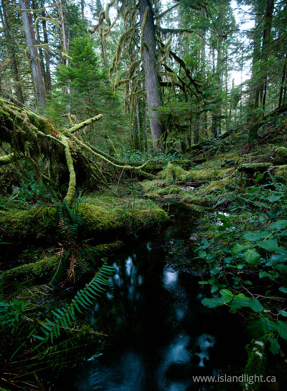   Wetland photo