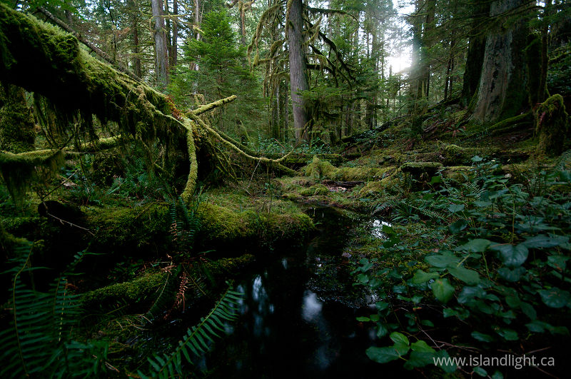   Wetland photo