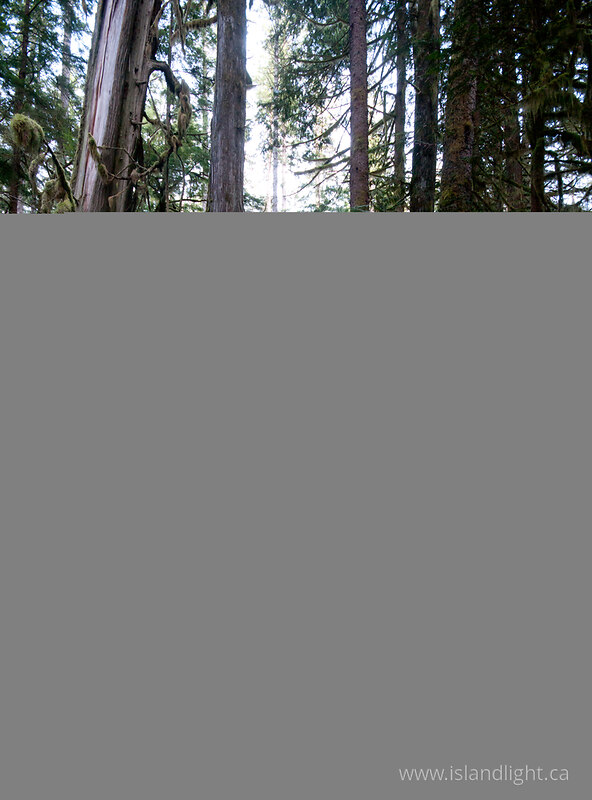   Wetland photo