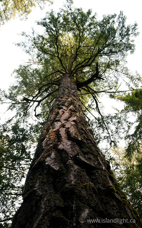 Douglas Fir -   photo