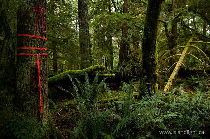   Forest photo