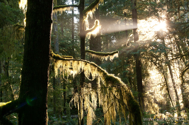   Forest photo
