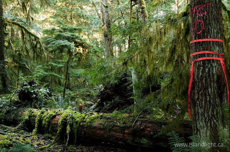   Forest photo