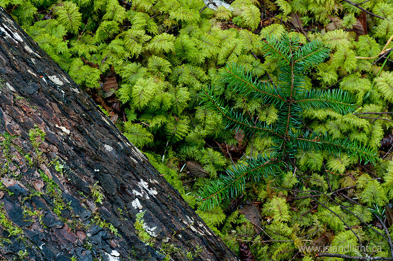   Forest photo