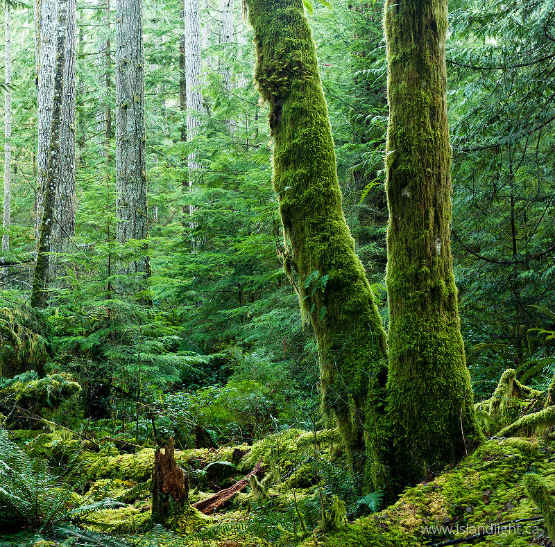   Forest photo
