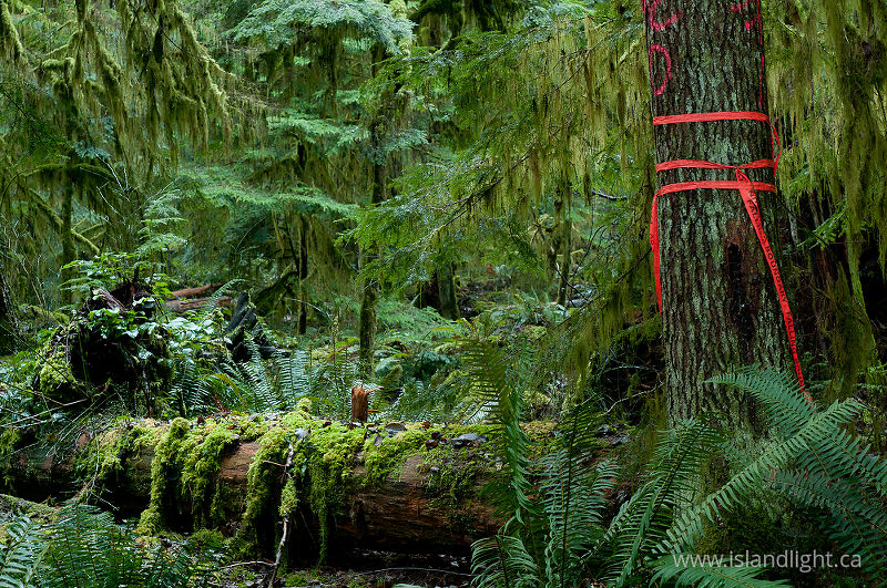   Forest photo