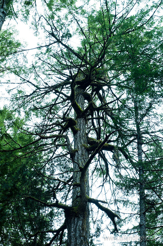 Canopy -   photo