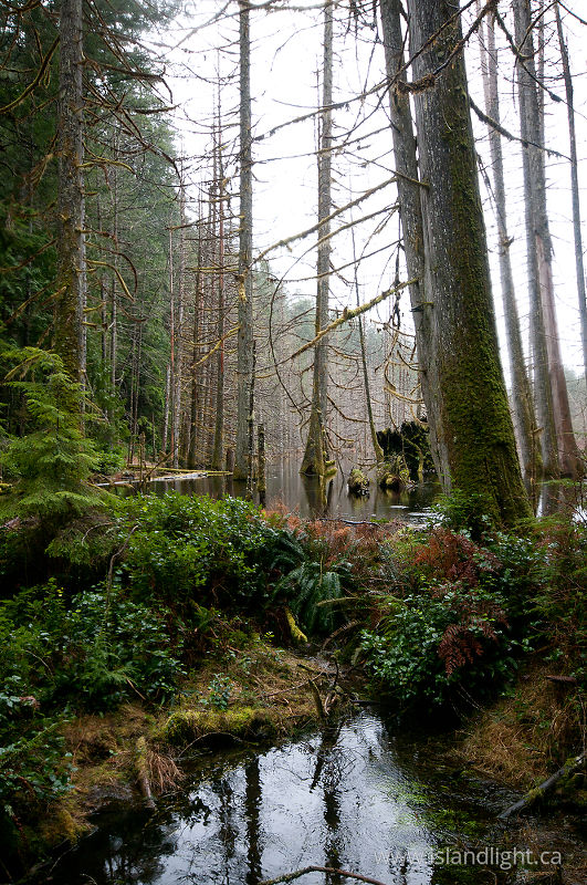   Forest photo