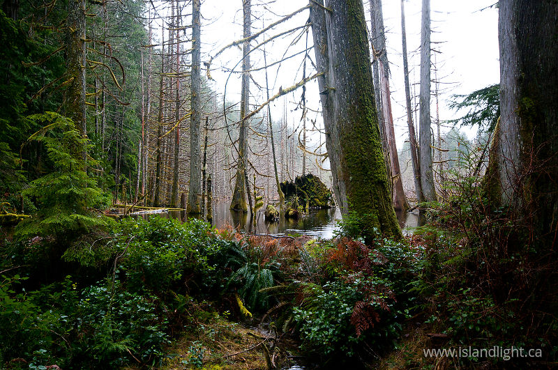   Forest photo