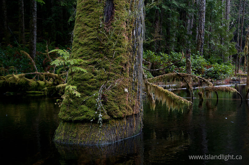   Beaver pond photo