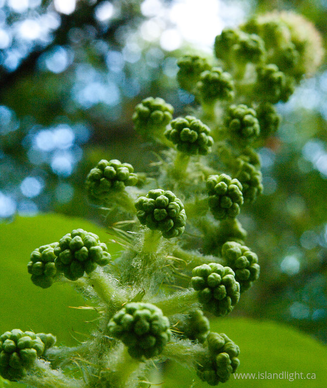   Shrub photo