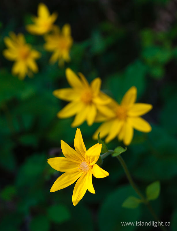   Flower photo