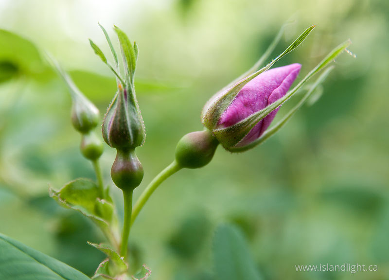   Flower photo