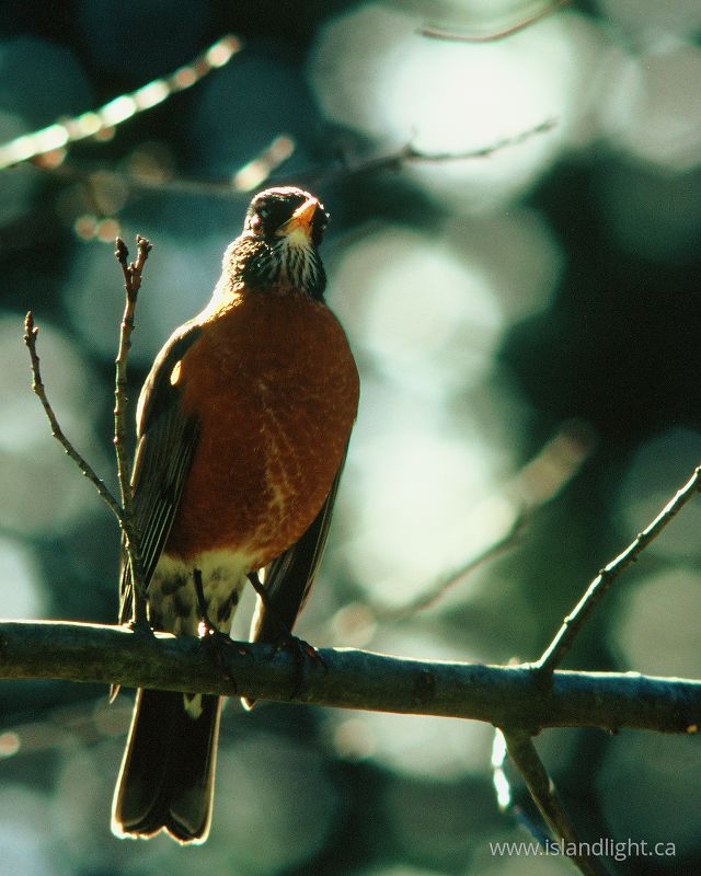   Thrush photo