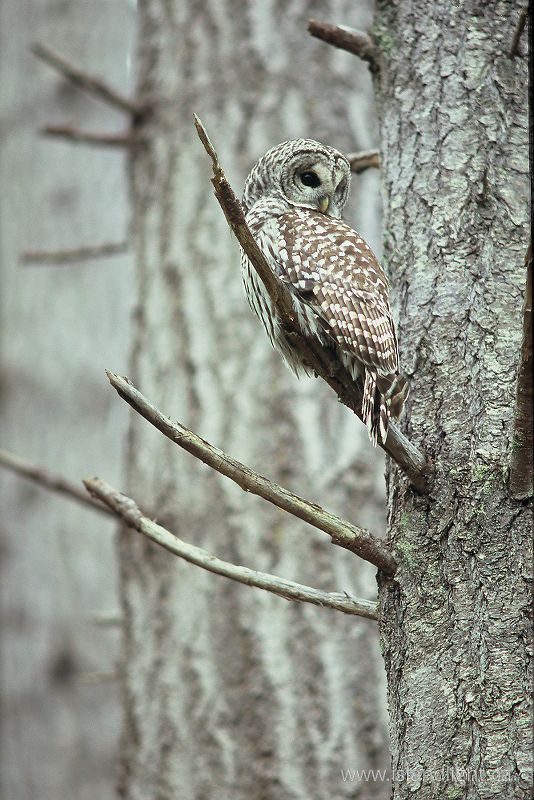   Owl photo