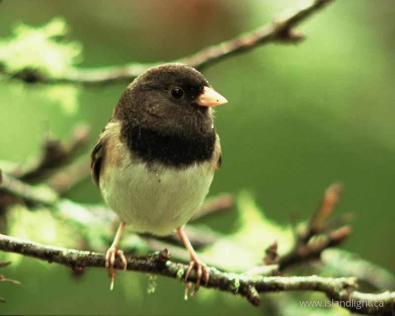   Junco photo