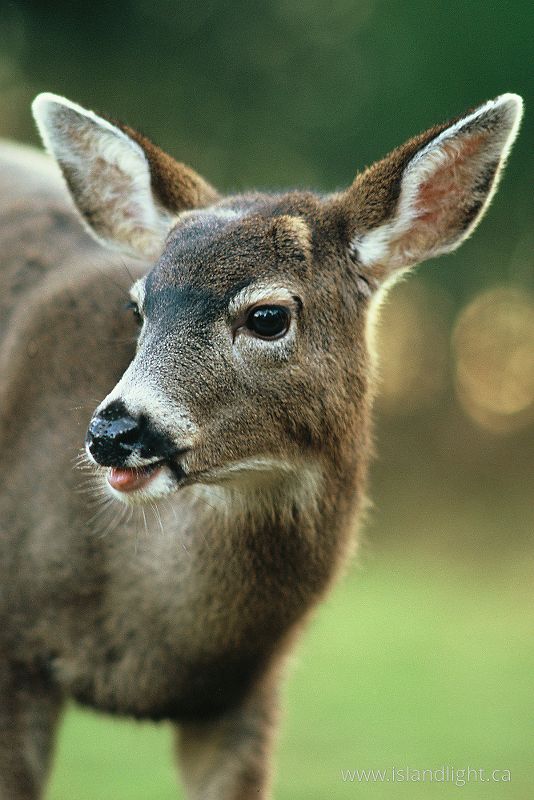   Deer photo