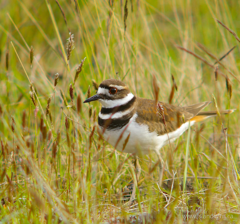   plover photo